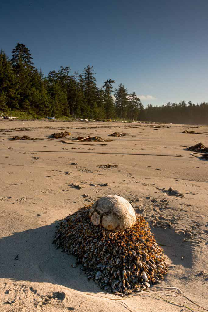 Nels Bight How long does it take a soccer ball to grow this much life?