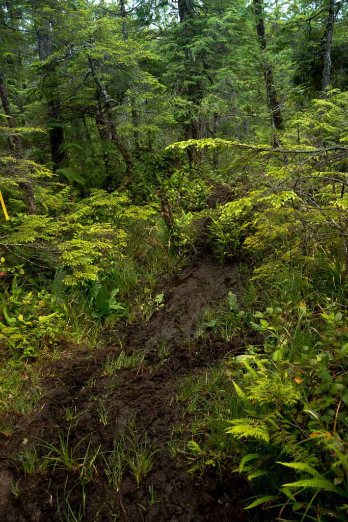 Sometimes you can experience mud on the North Coast Trail
