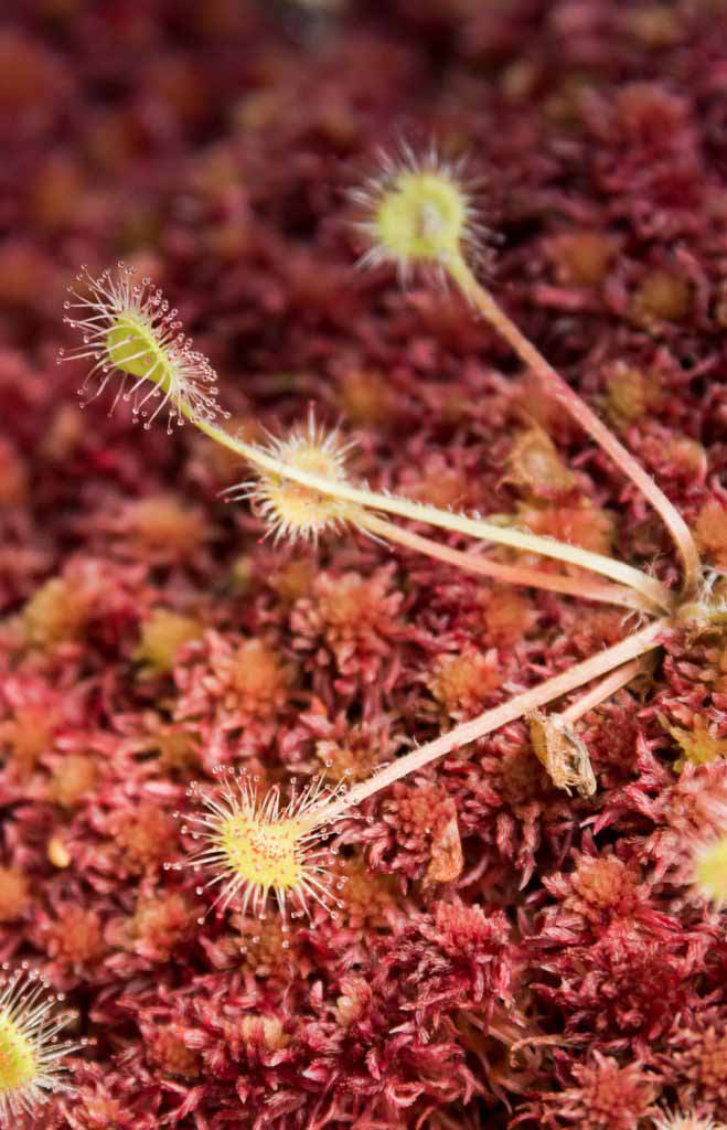 Round-Leaved Sundew on the North Coast Trail