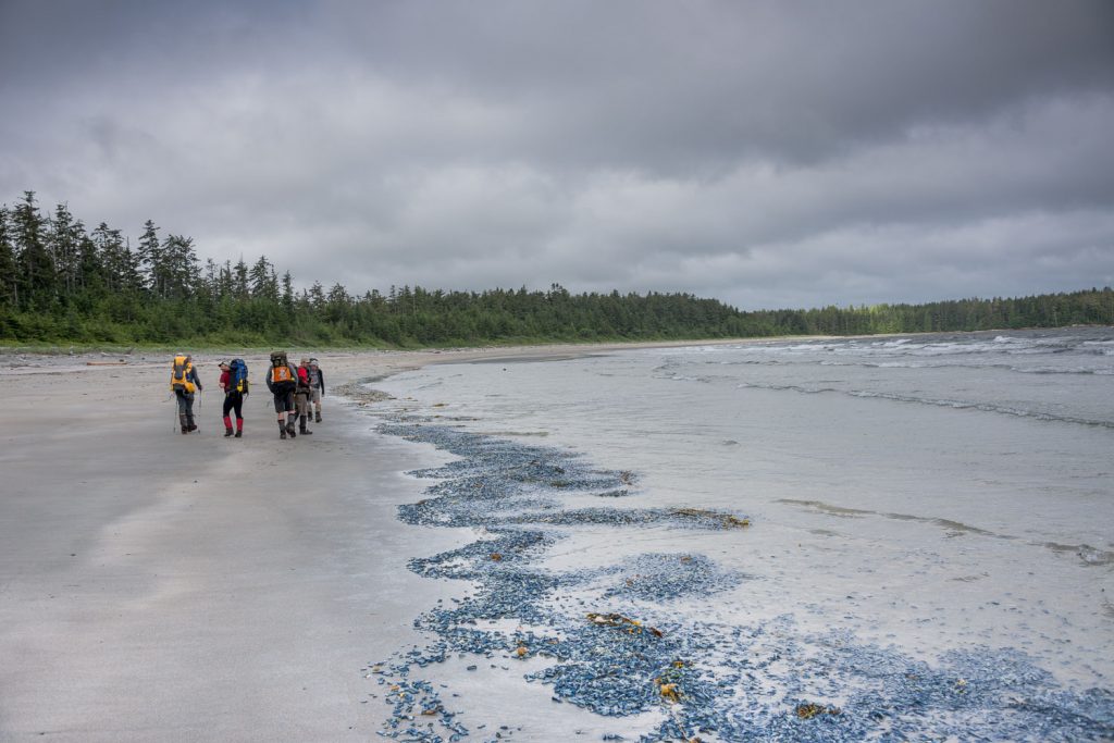 Vallella Vallella on the beaches of the North Coast Trail