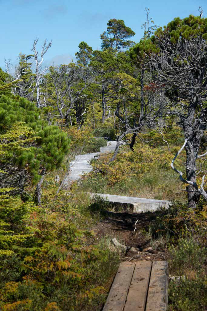 stunted trees along the North Coast Trail