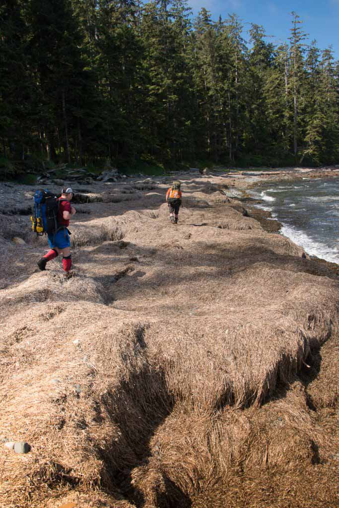 walking on more than a metre of kelp on the North Coast Trail