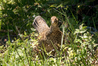 We nearly stepped on this grouse's chicks! Shot on Ginger Goodwin