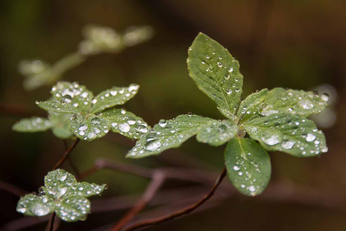 Water drops resting on the leaves of every plant along our route.up Steamboat Mountain
