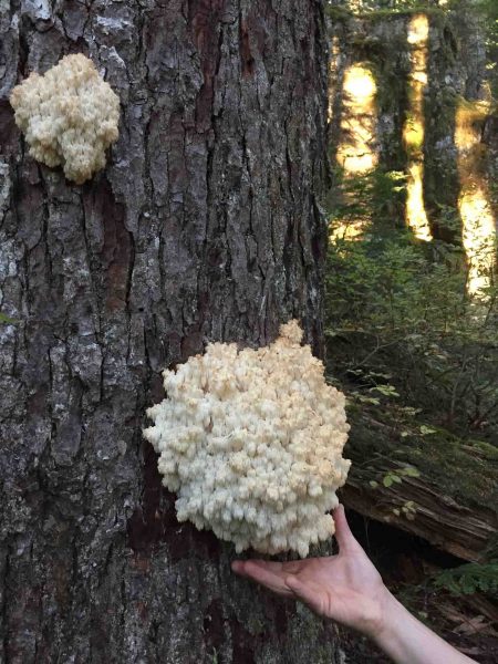 a mushroom on a tree
